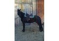 Jet Black Classy TW Mare flashy with long long mane and smooth!