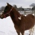 Beautiful Paso Fino Gelding 