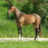 Hackney pony with Three Stockings handled since birth