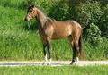 Hackney pony with Three Stockings handled since birth