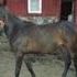 Elegant and Exceptional Filly