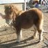 PRICE REDUCED! Miniature bay filly
