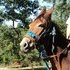 1/2 fox trotter mule