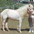 Registered Icelandic Mare