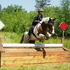 Pretty hunter/jumper mare