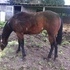 Bay overo filly by Think Im Hot