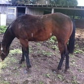 Bay overo filly by Think Im Hot