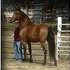 2012 Half Friesian Arabian foal