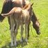 Barrel Racing Prospect!!!!