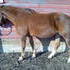 Sun Frost X Orphan Drift Broodmare
