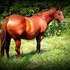 AQHA Broodmare with Flashy Paint Filly at Side.