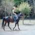 APHA with Great Bloodlines includes Some Tack
