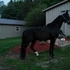 Competitive Racking Horse