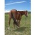  All Around Horse