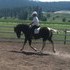 BLACK & WHITE PINTO CURLY MARE!  ADORABLE!