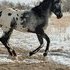 Super Cool Spotted Half Arab standing at Stud