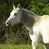 10 Y/O Appendix Bred APHA Grey Mare
