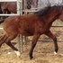 beautiful 1/2 Andalusian Filly 