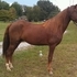 8 yro Registered Morgan Gelding