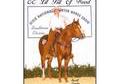 Foundation/Halter bred stud -  2012 Stud Fee $350