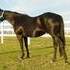 AQHA Black Broodmare