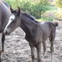 1/2 Friesian Filly