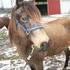 Extremely well gaited paso fino mare!