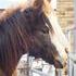 Flashy grade filly. Halterbroke and friendly.
