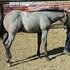 2011 Blue Roan Stud Colt
