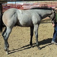 2011 Blue Roan Stud Colt
