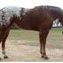 Dreamer-Very Nice Registered App, English and Western Show Exp