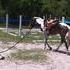 3 yr old project ponies!