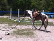 3 yr old project ponies!