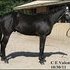 True Black Beauty big boy -2012 Stud Fee $350