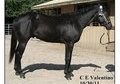 True Black Beauty big boy -2012 Stud Fee $350