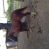 Shining Spark Filly