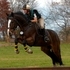 Training Level Eventer - super fun!