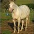 Well-bred cremello brood mare 