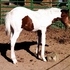 Very nice colt!