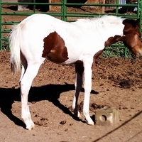 Very nice colt!
