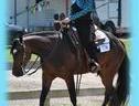 Point earning western pleasure mare