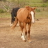 Red Dun 2 Yr old Colt