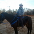 gaited thorough breed