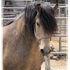 Beautiful buckskin stallion at stud