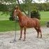 Beautiful Saddlebred Gelding