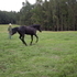 western sporting prospect