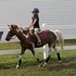 Fancy Small Registered Pony for Beginner on up!