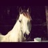 GORGEOUS BUCKSKIN WELSH COB