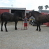  PRICED REDUCED ,Great team both 10 year old 