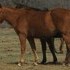 Extremely Well Bred 2 Year Old Filly